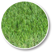 Golden Vale Synthetic Turf - GV Lawn - Lawn Turf