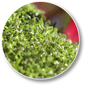Golden Vale Synthetic Turf - GV Putt - Putting Green Turf -Golden Vale Synthetic Turf - Synthetic Grass - Artificial Turf